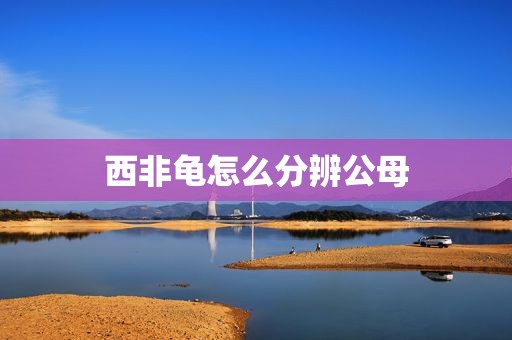 西非龟怎么分辨公母