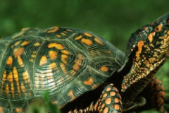 乌龟怎么辨别品种-怎么判断小乌龟的年龄多大