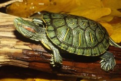 色彩艳丽的龟有哪些品种-色彩斑斓的乌龟图片大全