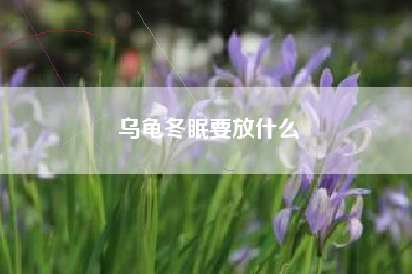 乌龟冬眠要放什么