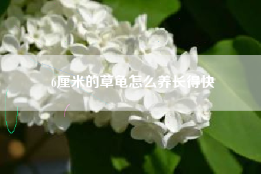 6厘米的草龟怎么养长得快