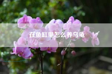 在鱼缸里怎么养乌龟