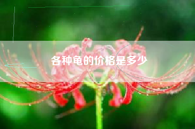 各种龟的价格是多少