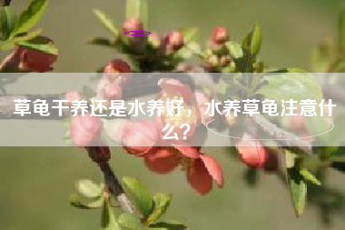 草龟干养还是水养好，水养草龟注意什么？