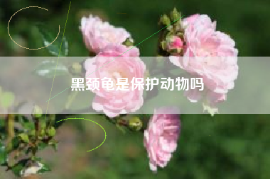 黑颈龟是保护动物吗