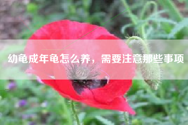 幼龟成年龟怎么养，需要注意那些事项