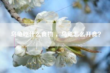 乌龟吃什么食物 ，乌龟怎么开食？