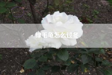 绿毛龟怎么过冬