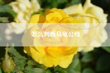 怎么判断乌龟公母