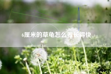 6厘米的草龟怎么养长得快