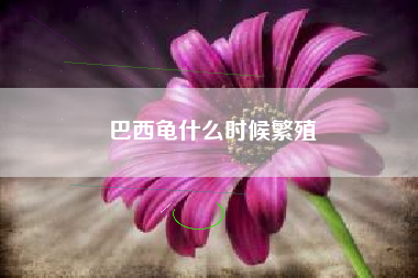 巴西龟什么时候繁殖
