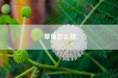 草龟怎么挑