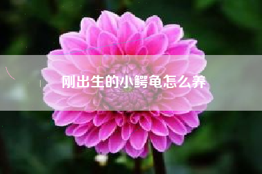 刚出生的小鳄龟怎么养