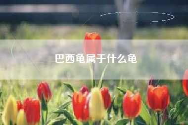 巴西龟属于什么龟