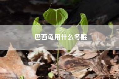 巴西龟用什么冬眠