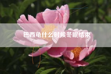 巴西龟什么时候冬眠结束