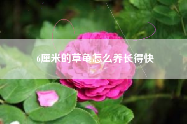 6厘米的草龟怎么养长得快