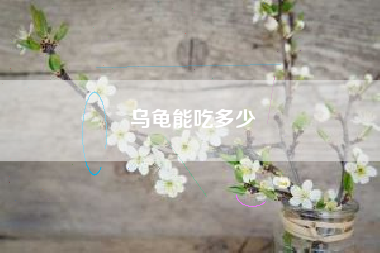 乌龟能吃多少