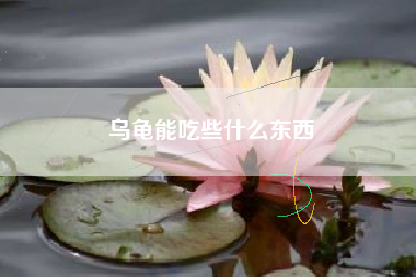 乌龟能吃些什么东西