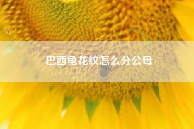 巴西龟花纹怎么分公母