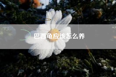 巴西龟应该怎么养