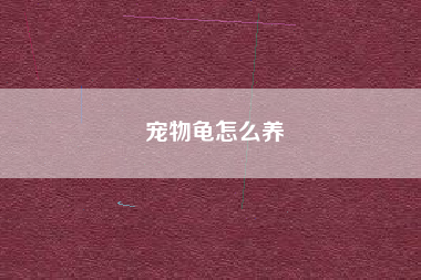 宠物龟怎么养