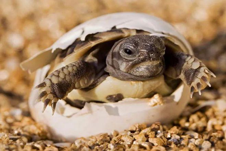 乌龟孵蛋的条件和方法-乌龟孵蛋过程应注意的事项