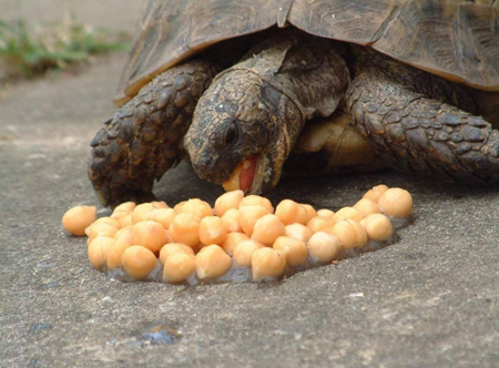 宠物龟喂养什么食物最好-宠物乌龟吃什么食物大全
