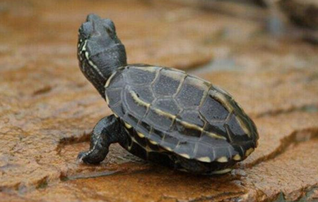 适合家养的小型陆龟有哪些-最好养陆龟有什么品种及图片