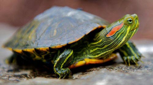 巴西龟品种大全介绍图解