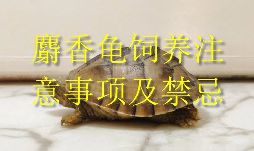 麝香龟饲养注意事项及禁忌