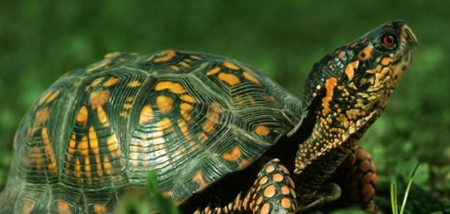 乌龟怎么辨别品种-怎么判断小乌龟的年龄多大