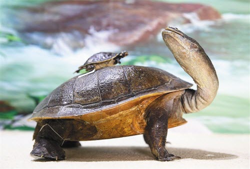 历史悠久的宠物龟有哪些-古老的宠物龟品种